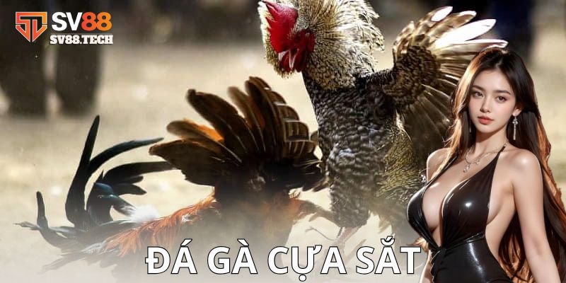 Đá gà cựa sắt là gì?