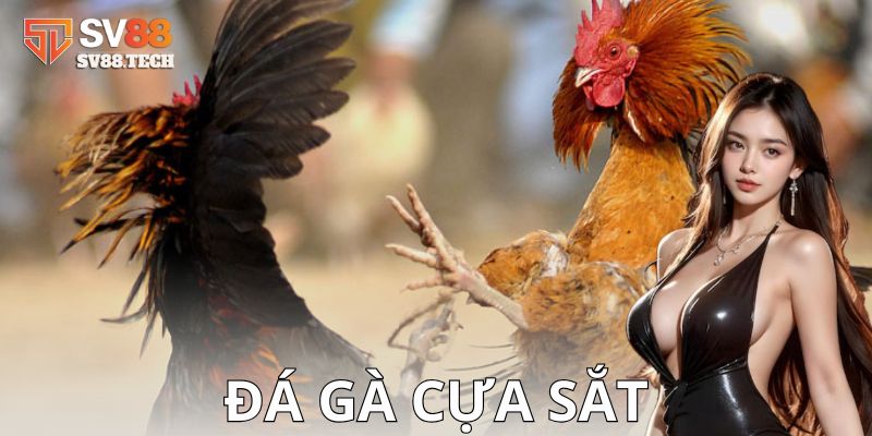 Mẹo và chiến lược cá cược hiệu quả