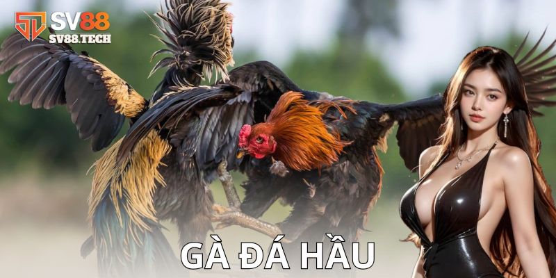 Các thế đánh đặc trưng của gà hầu