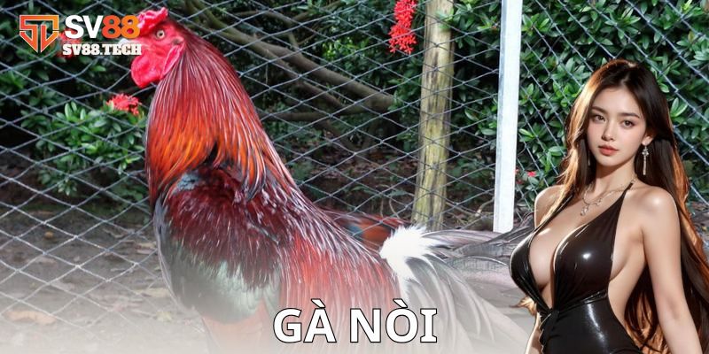 Cách nuôi dưỡng và huấn luyện gà nòi